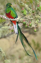 Male Resplendent Quetzal Perched on an ...
